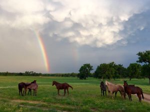Hvad er Guds løfter? Og hvordan står jeg fast på dem?